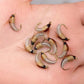 Hot Sea Fishing, River Fishing #10 real Nymph Flying Carp Fishing Artificial Insect Bait Fish Food Tools