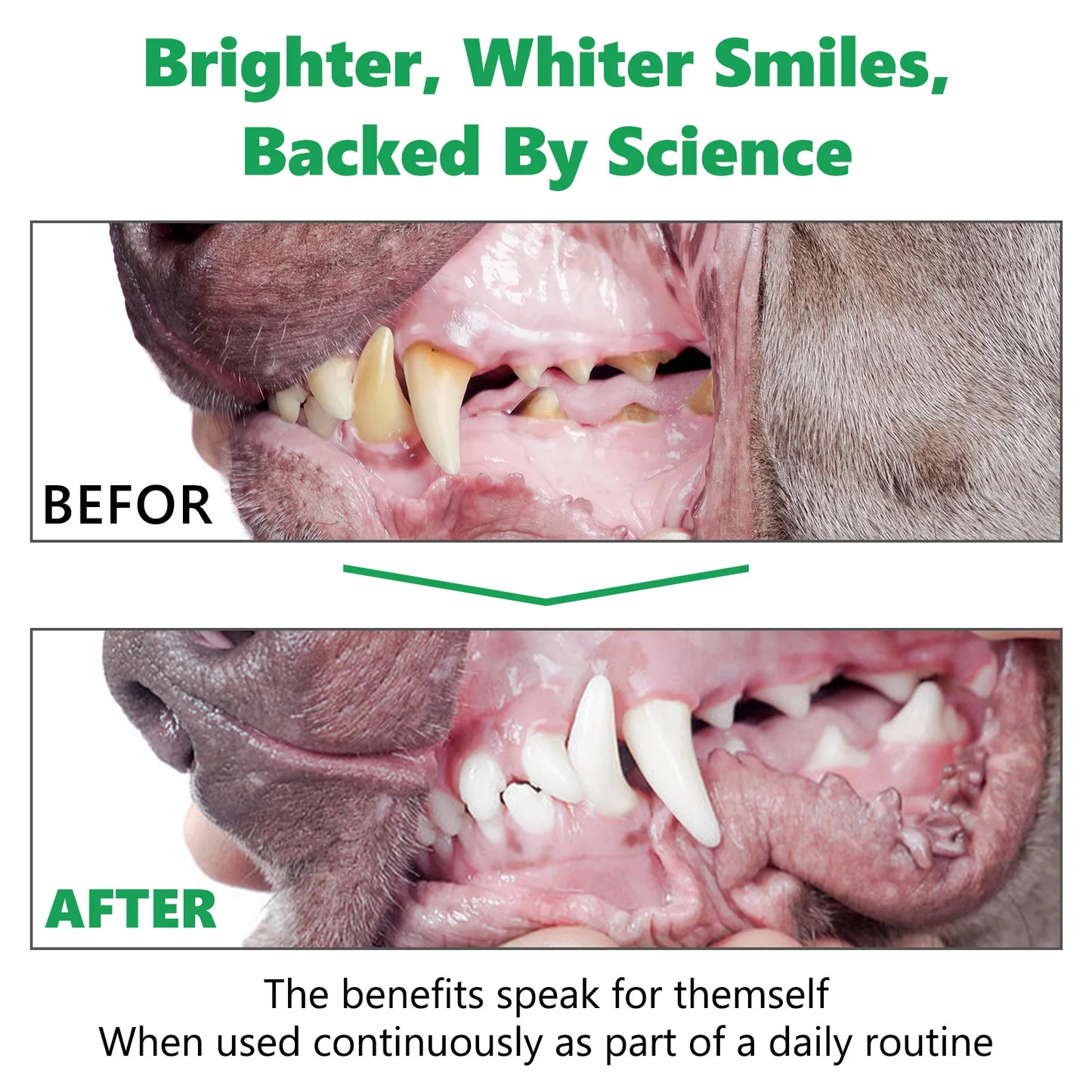 Pets Dental Clean Powder Recommended by vets for good oral health Reduces Plaque Prevents Tartar Improves Breath with Probiotics