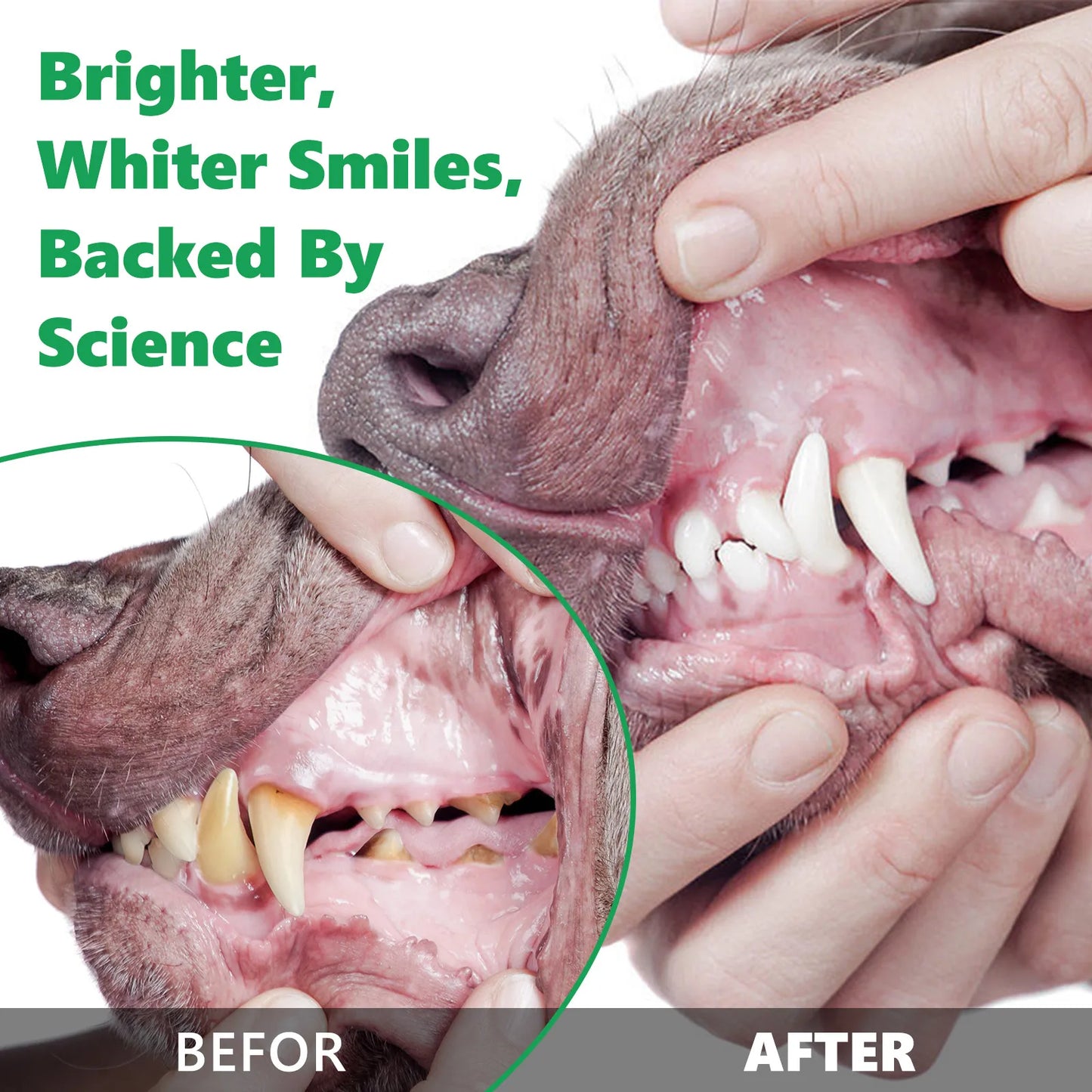 Pets Dental Clean Powder Recommended by vets for good oral health Reduces Plaque Prevents Tartar Improves Breath with Probiotics